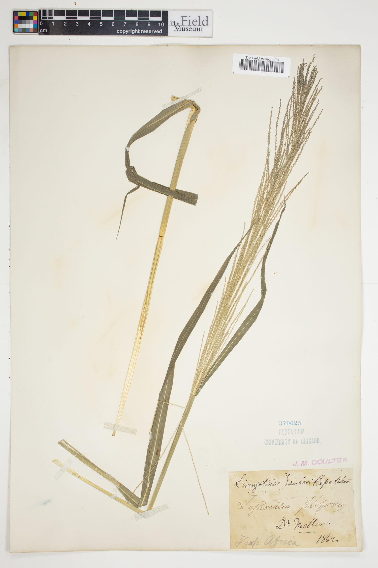 Leptochloa image