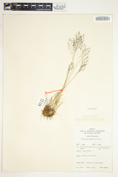 Sporobolus stapfianus image