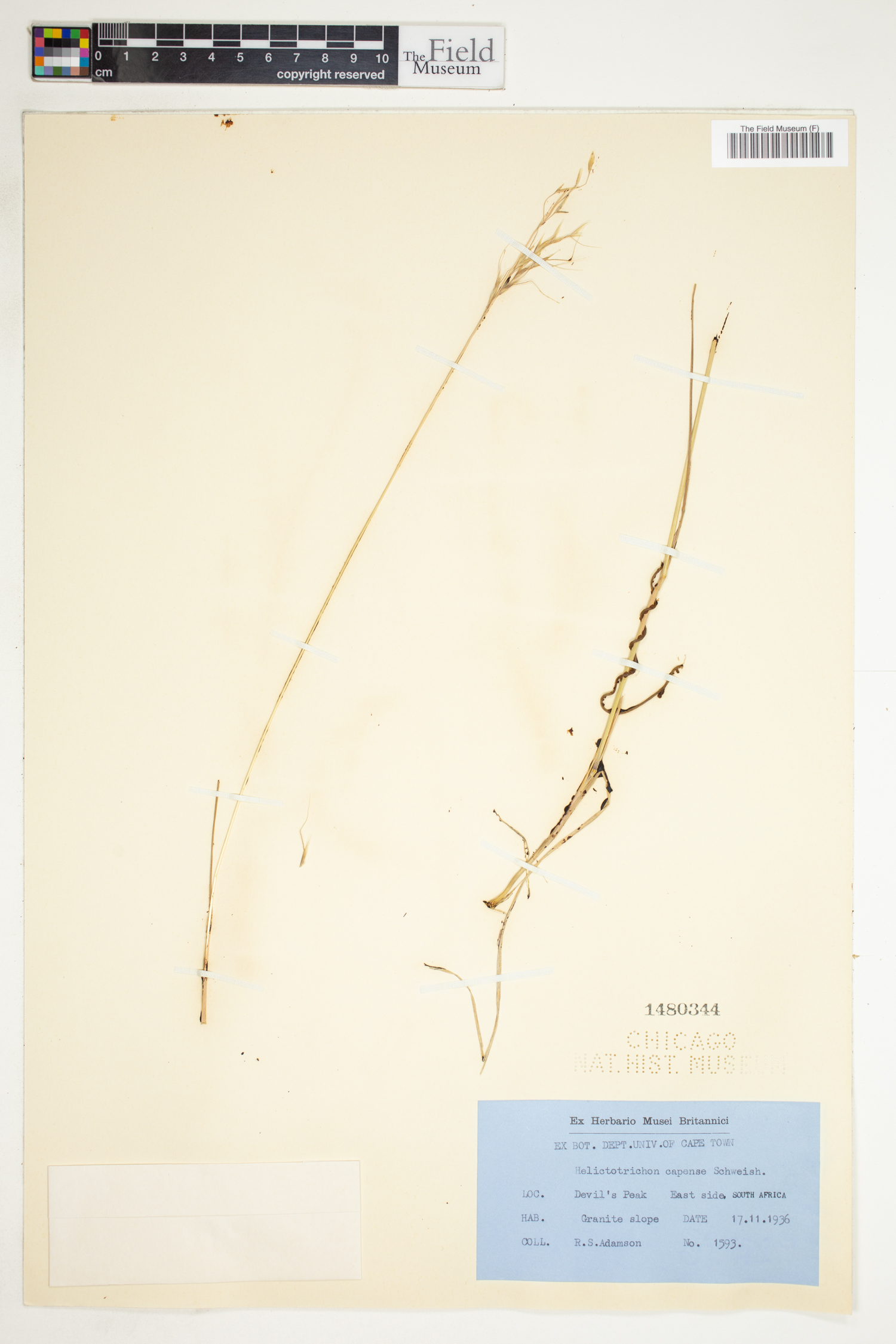 Trisetopsis capensis image
