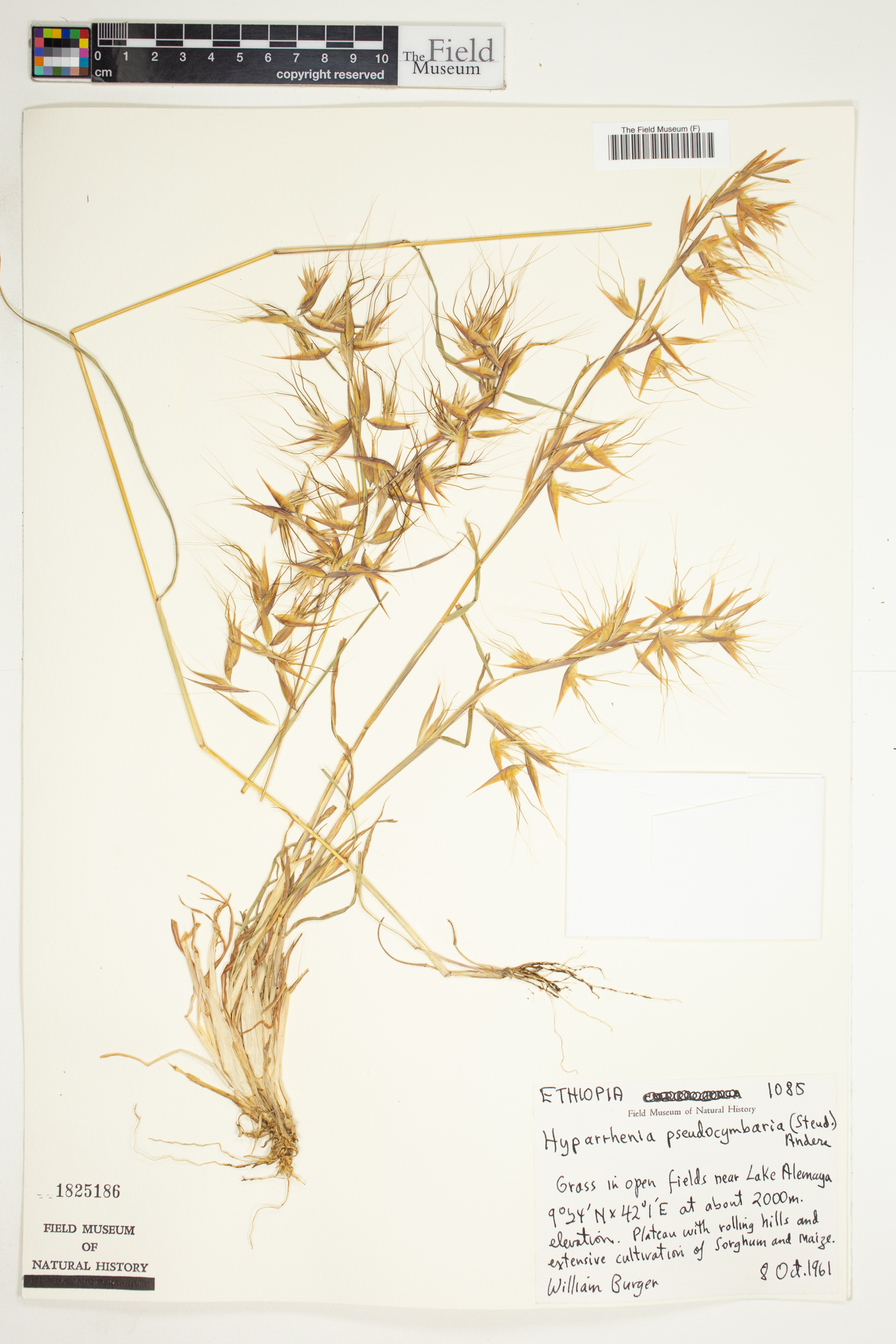 Hyparrhenia anthistirioides image