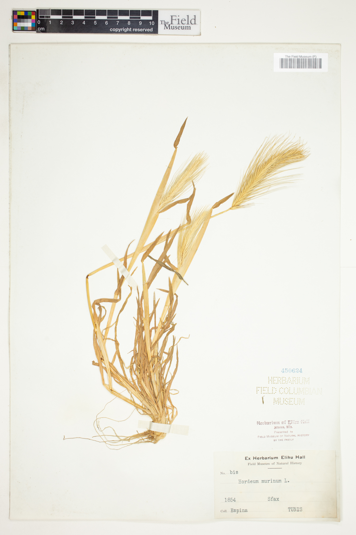 Hordeum marinum image