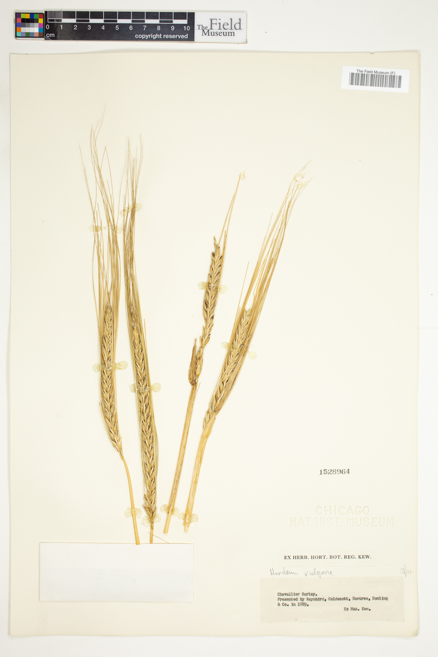 Hordeum vulgare image