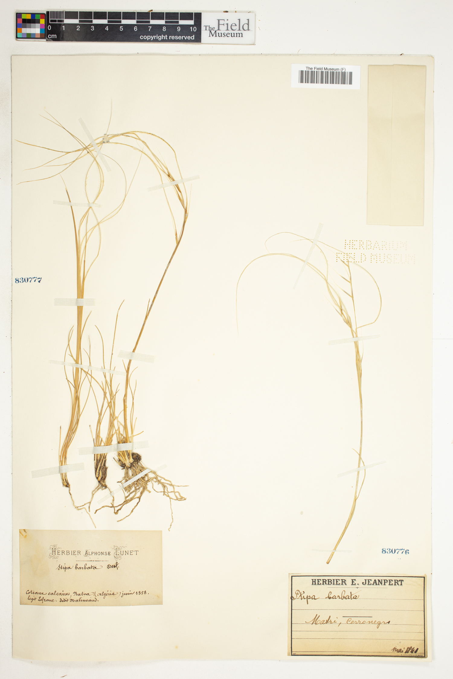 Stipa barbata image