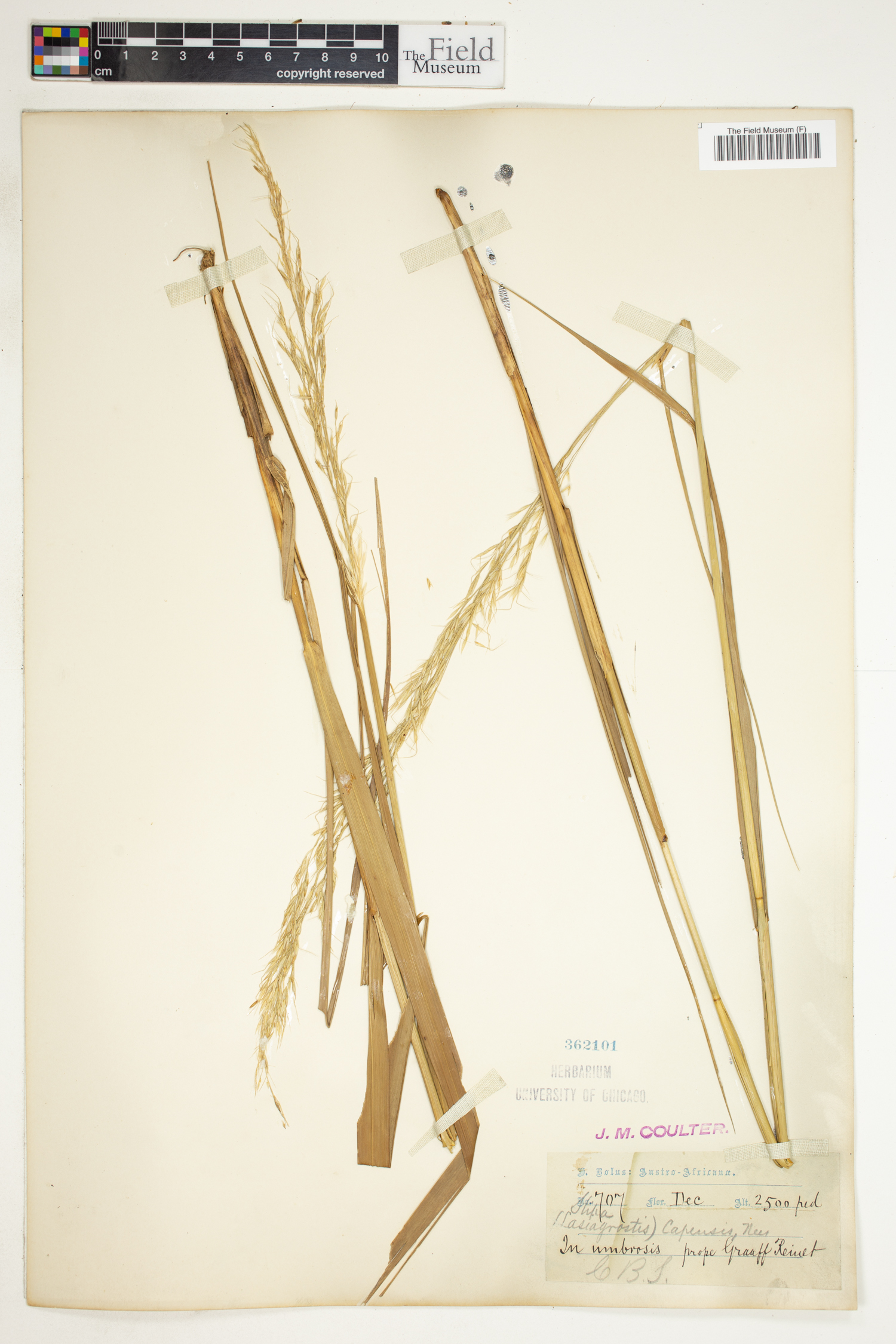 Stipa image