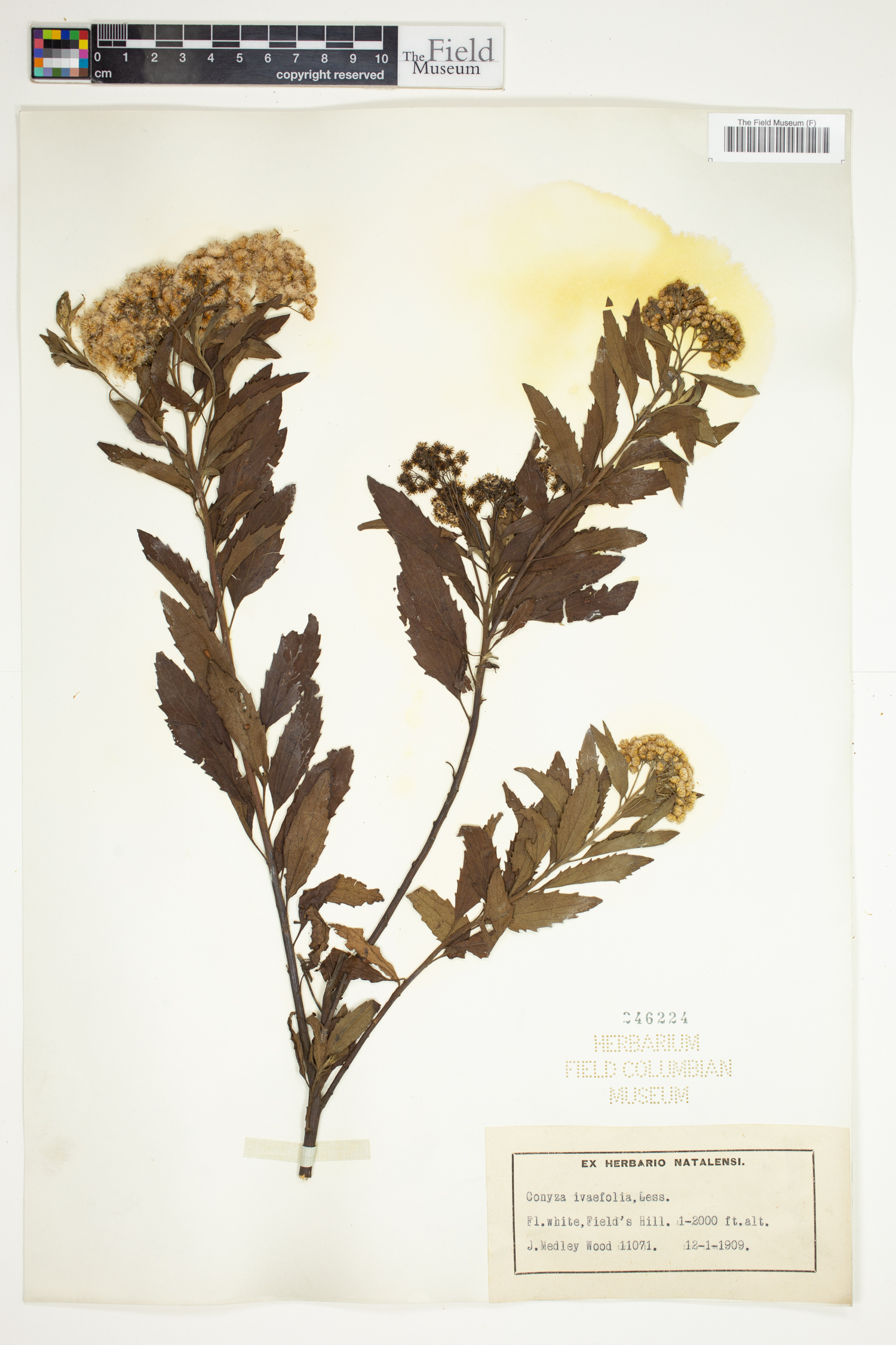 Conyza ivifolia image