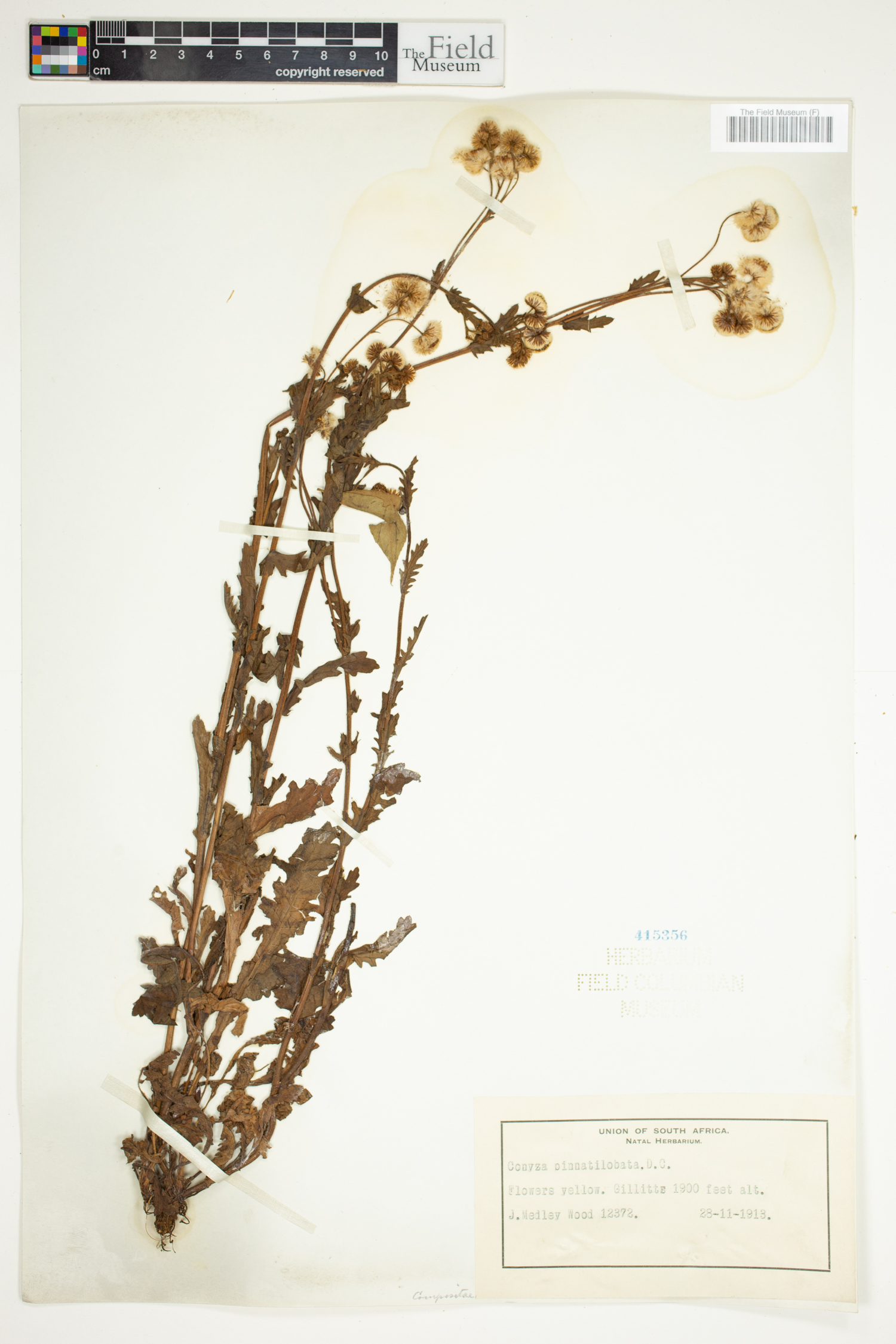 Nidorella resedifolia subsp. resedifolia image
