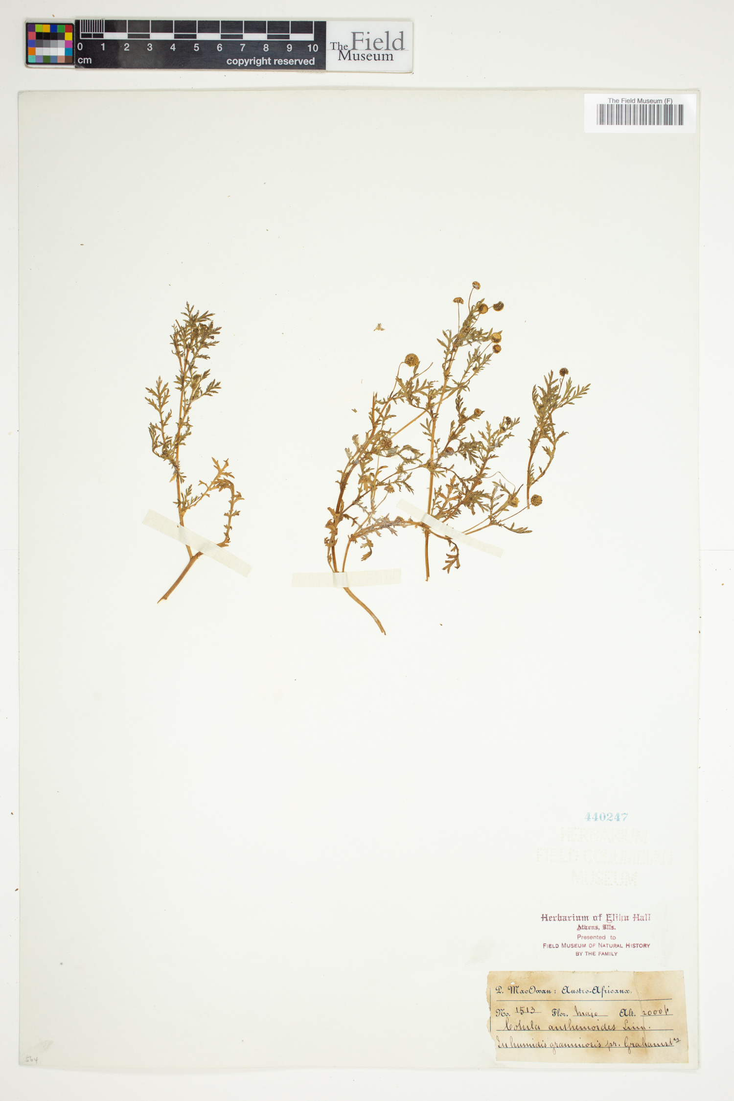 Cotula anthemoides image