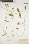 Funastrum clausum image