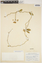Funastrum clausum image
