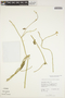 Funastrum clausum image