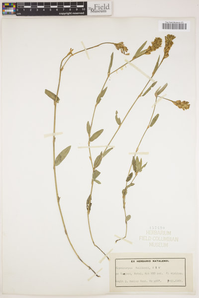 Alysicarpus rugosus subsp. rugosus image