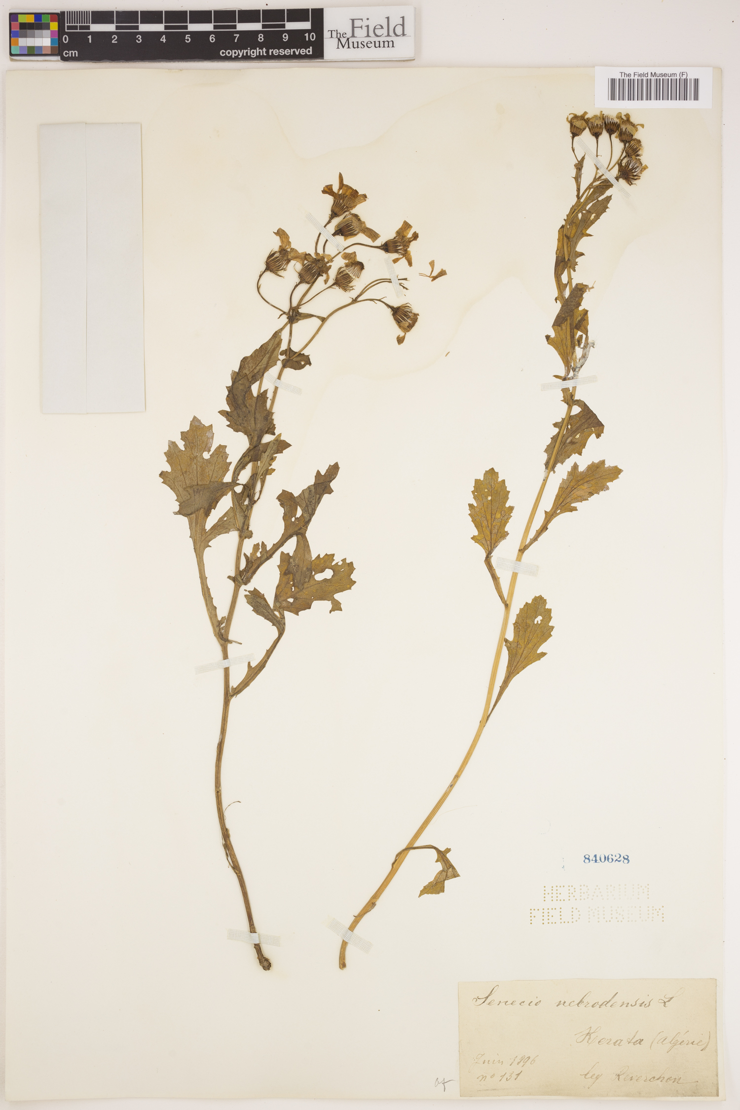 Senecio duriaei image