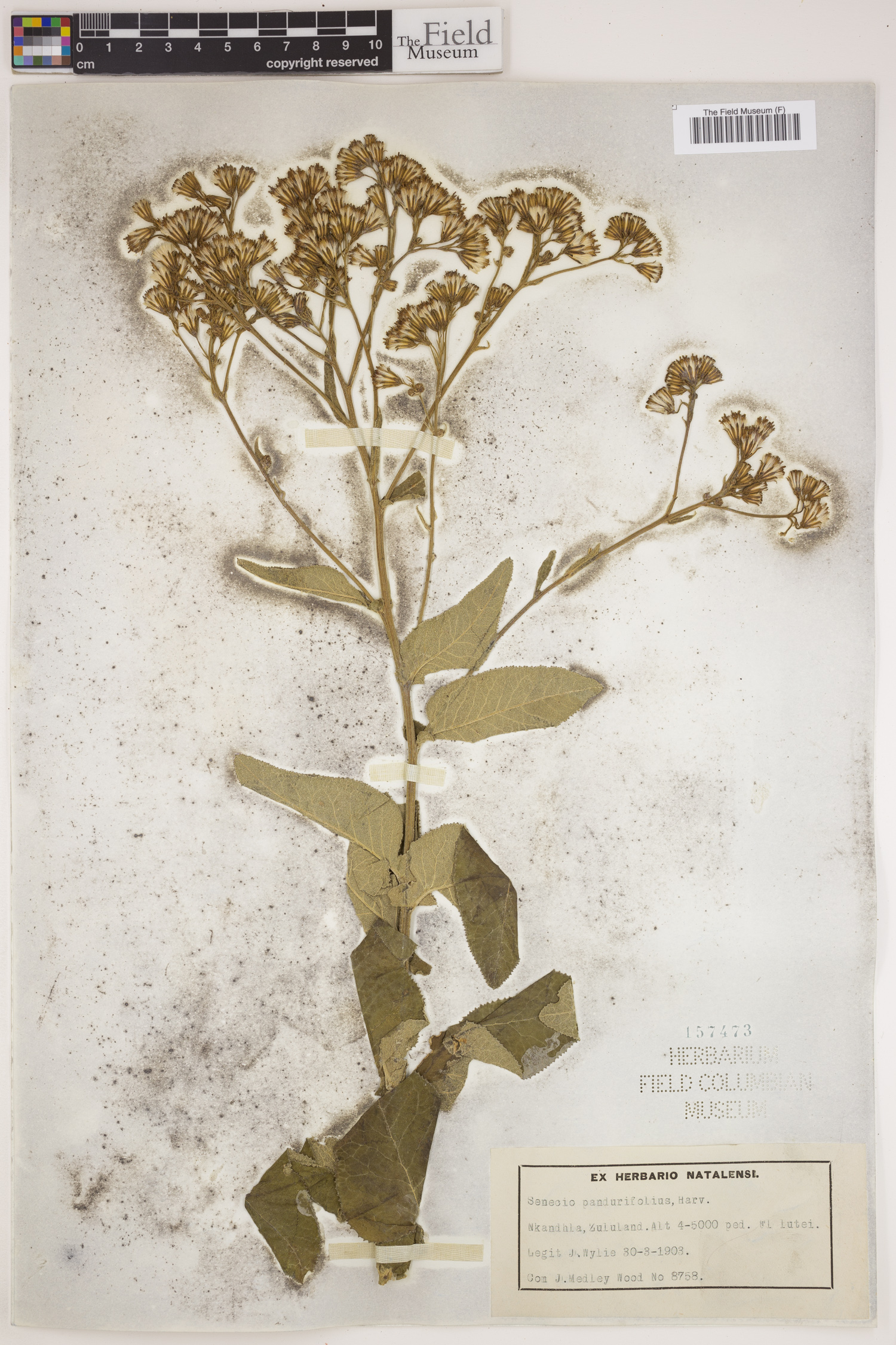 Senecio panduriformis image