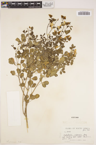 Crotalaria capensis image