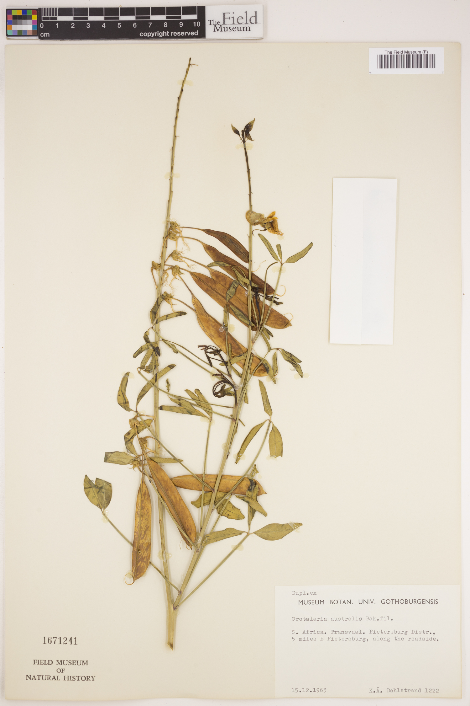 Crotalaria laburnifolia subsp. australis image
