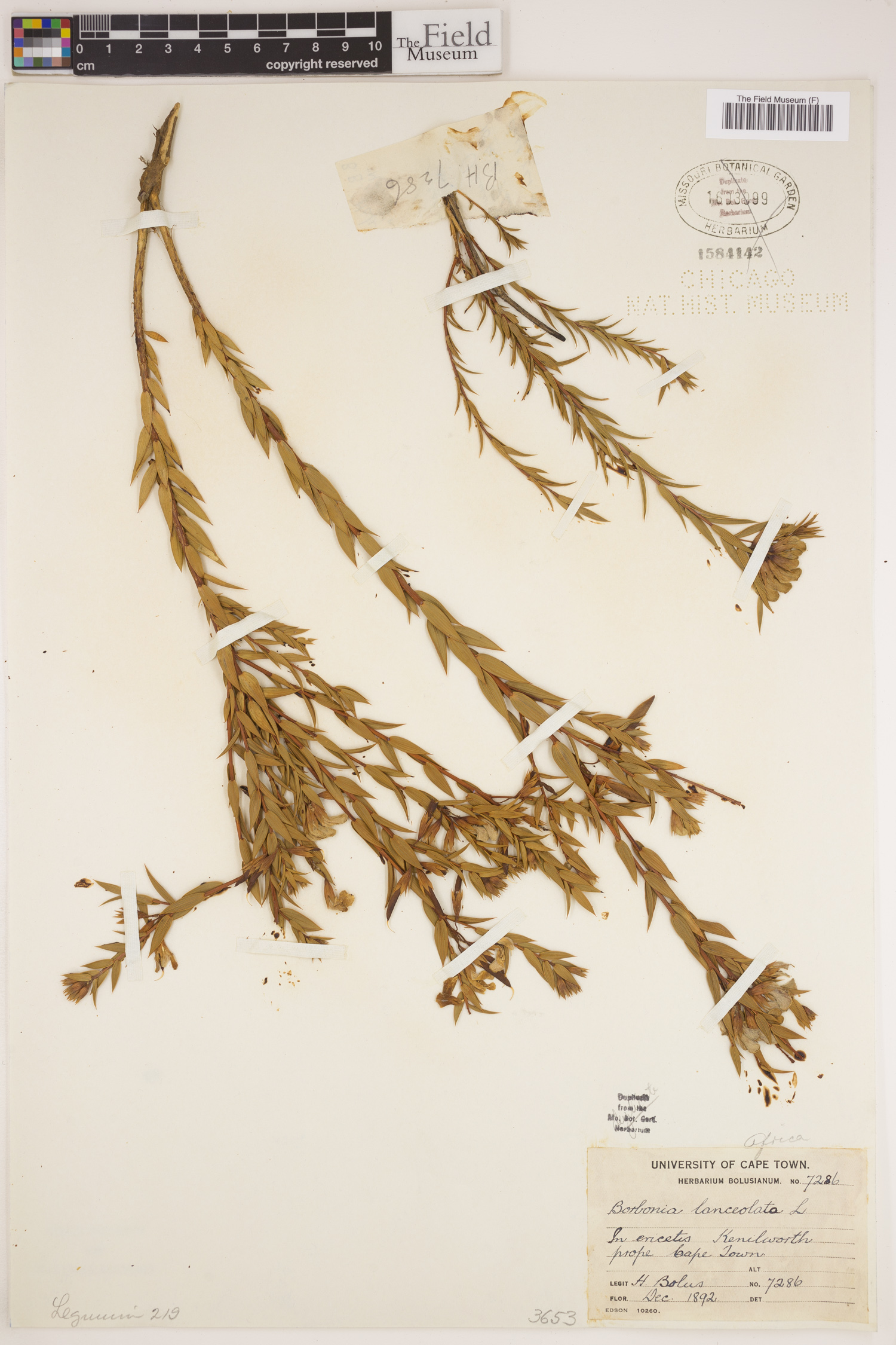 Aspalathus angustifolia subsp. angustifolia image
