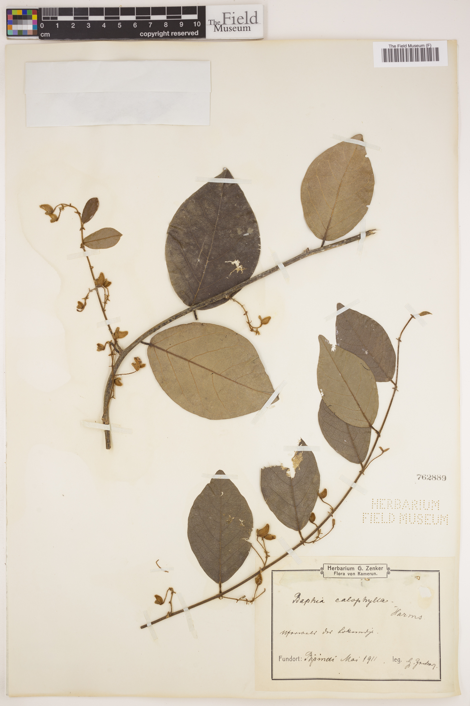 Baphia pilosa subsp. batangensis image