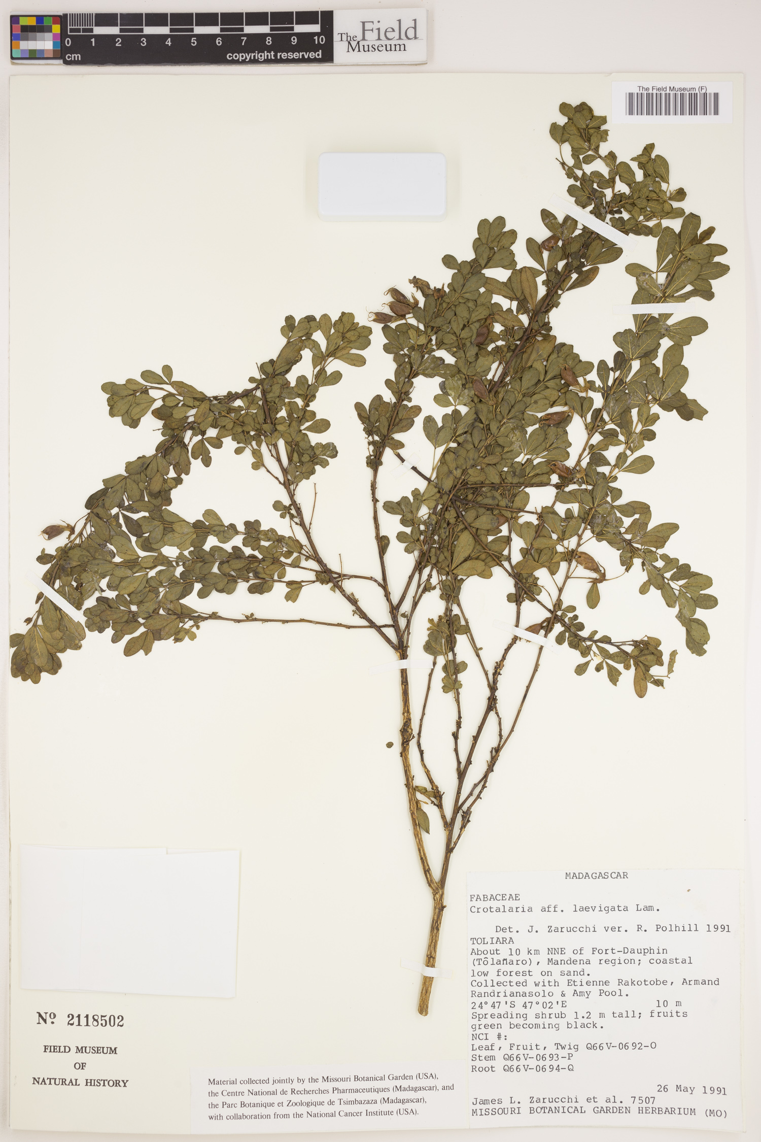 Crotalaria laevigata image