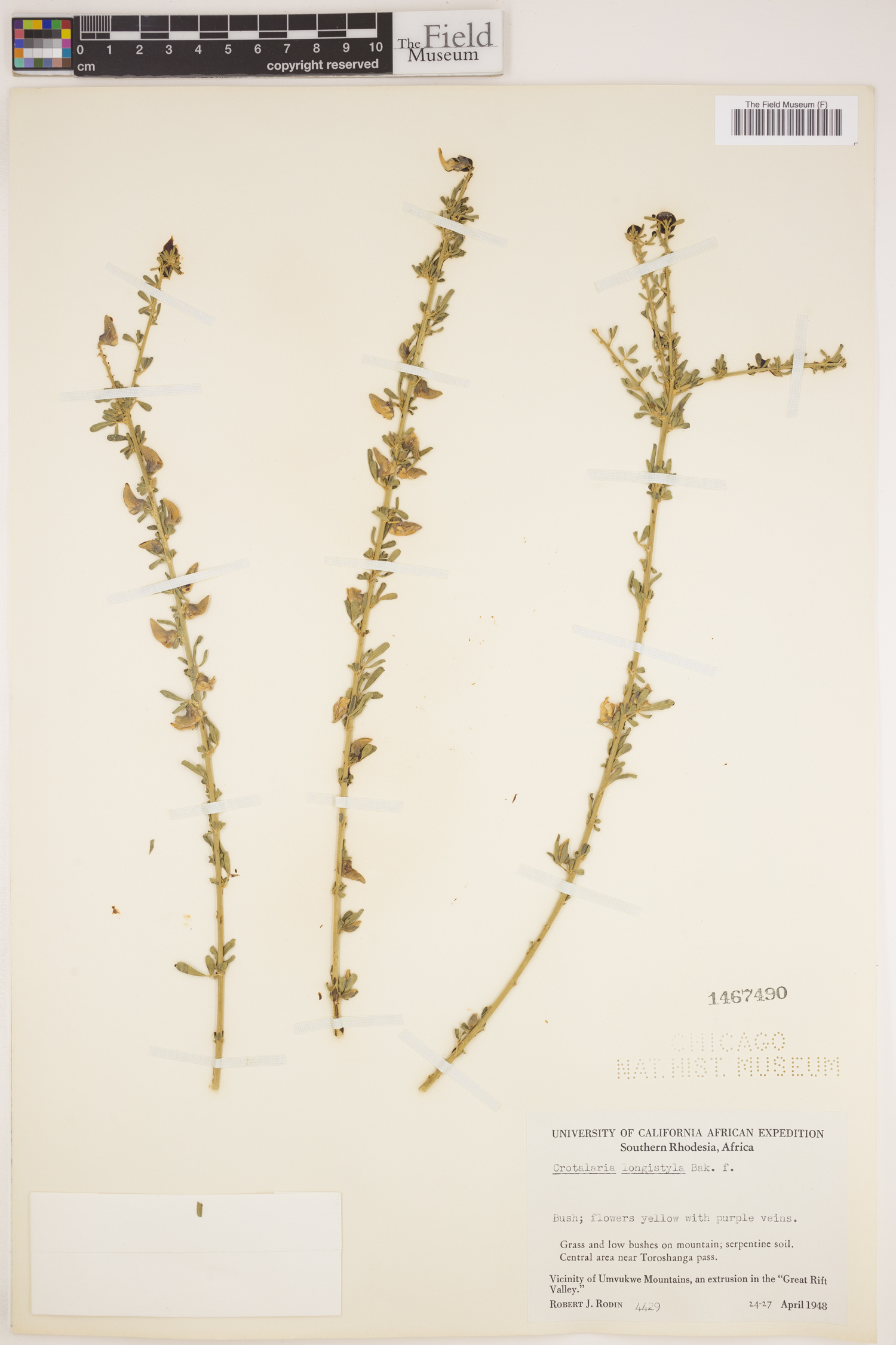 Crotalaria virgulata subsp. longistyla image
