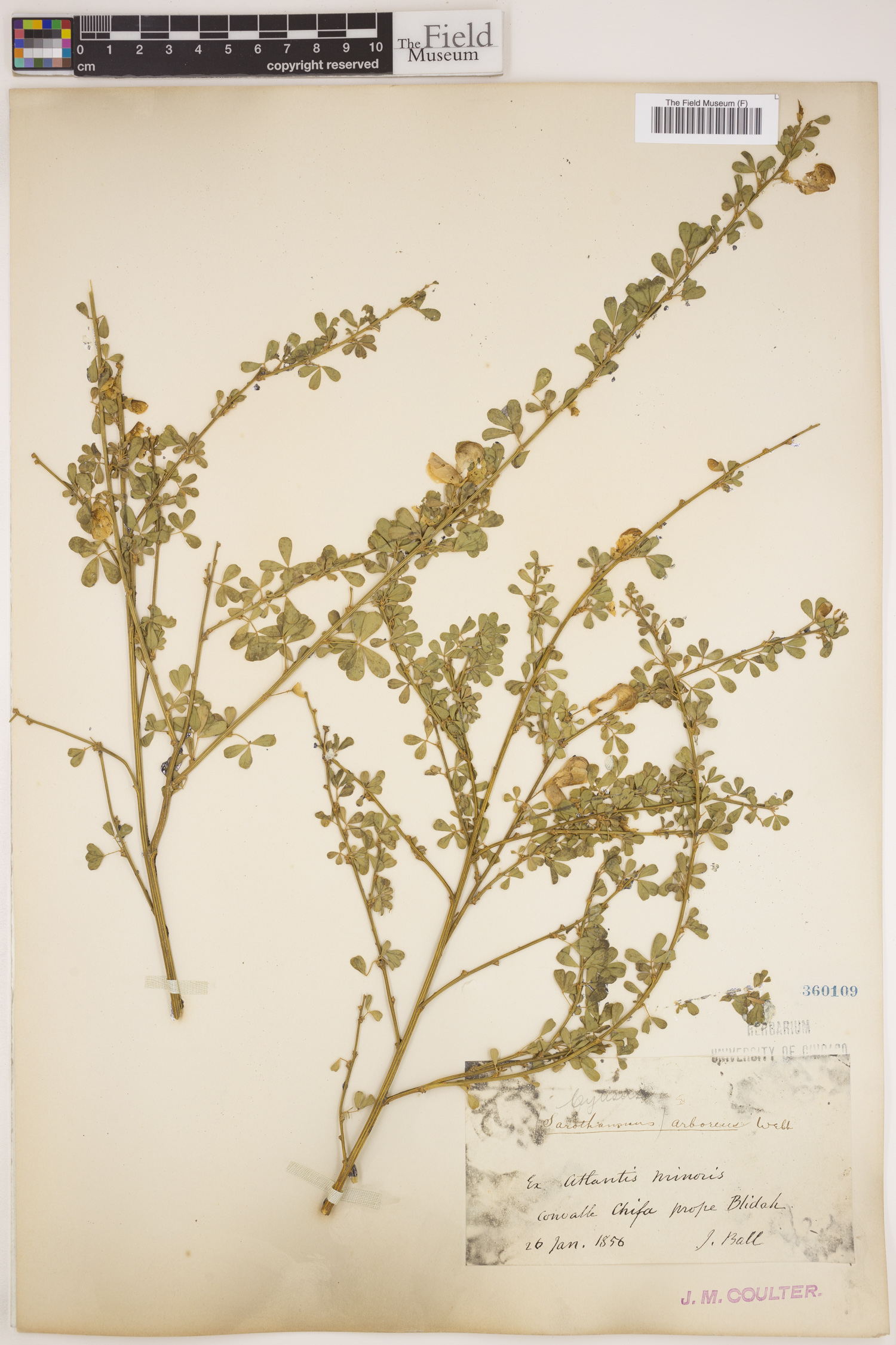 Cytisus arboreus image