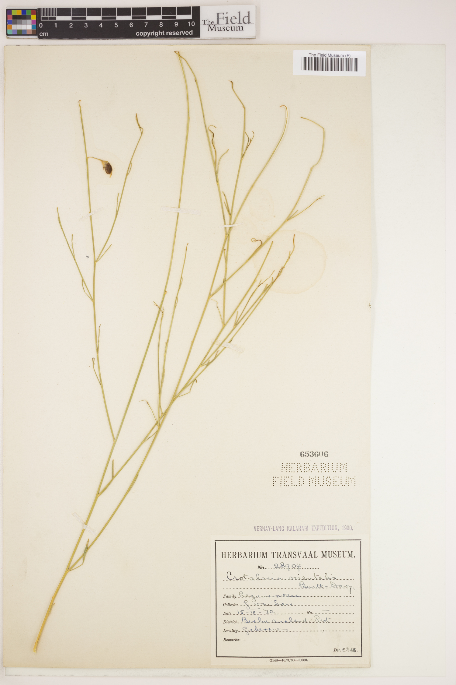 Crotalaria orientalis image