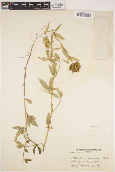 Crotalaria ononoides image
