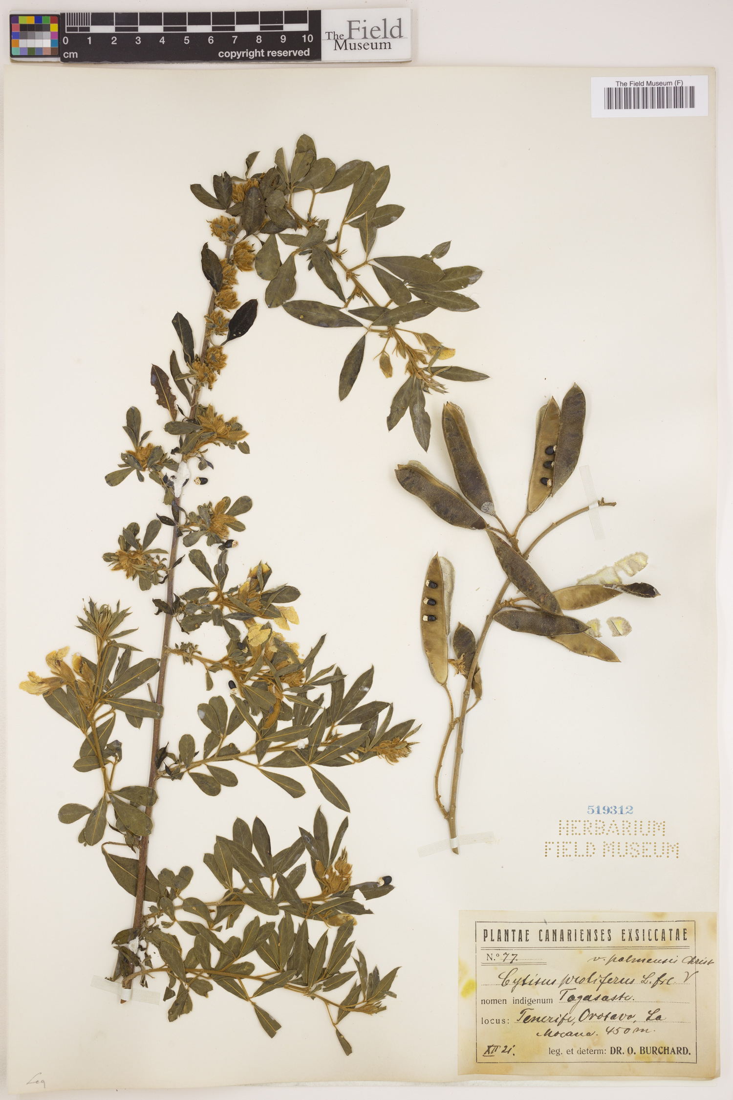 Chamaecytisus proliferus subsp. palmensis image