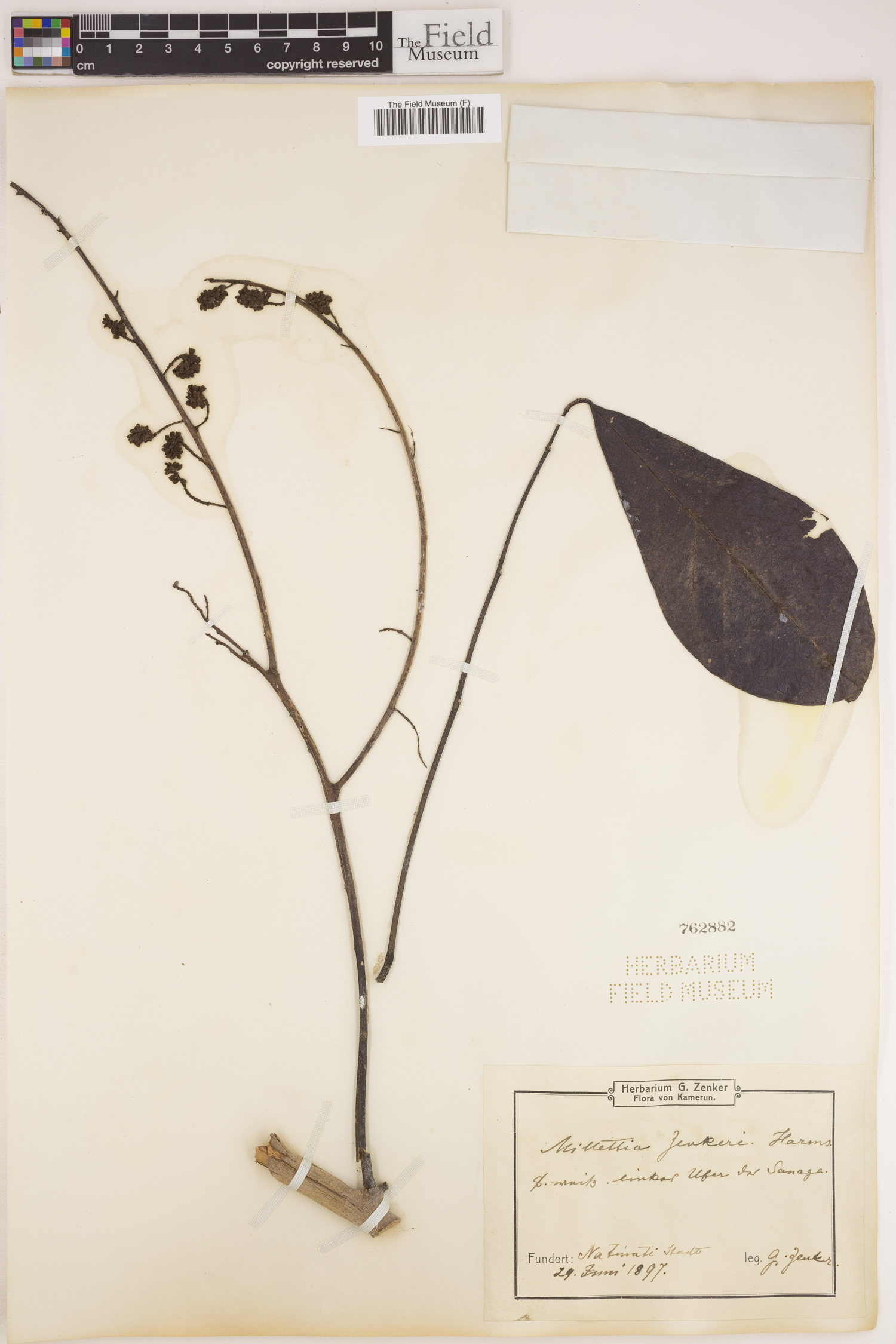 Ostryocarpus zenkerianus image