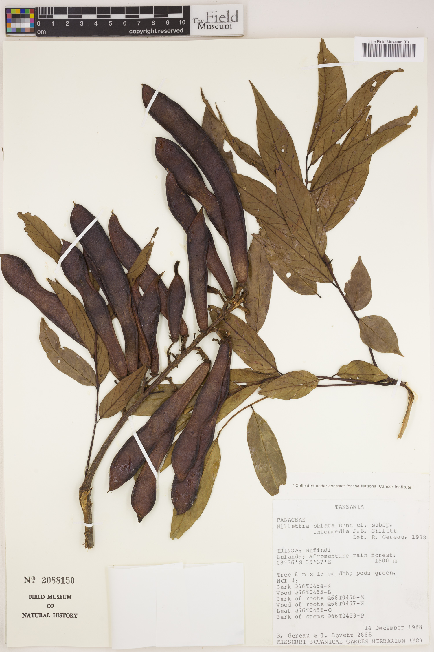 Millettia oblata subsp. intermedia image
