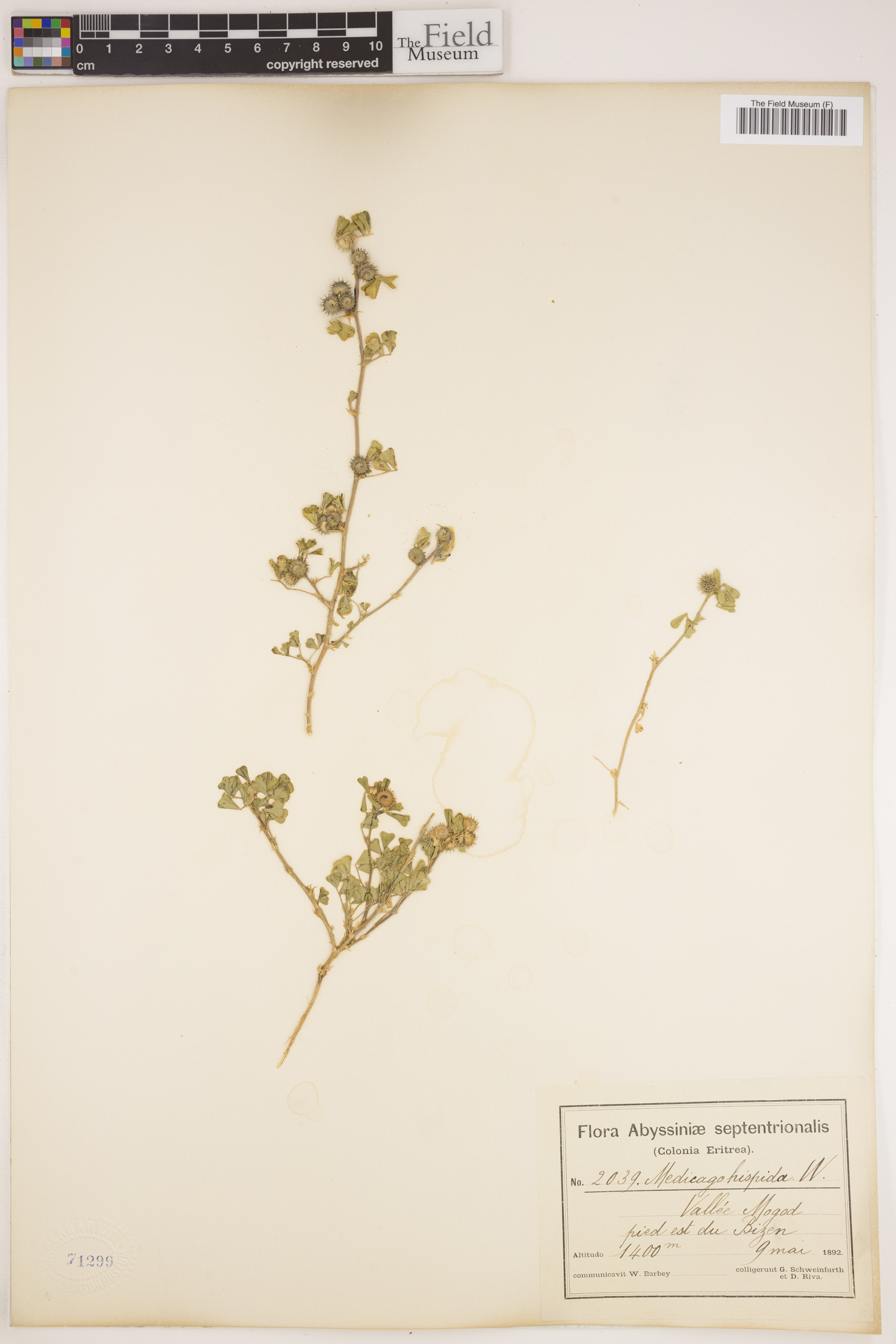 Medicago image