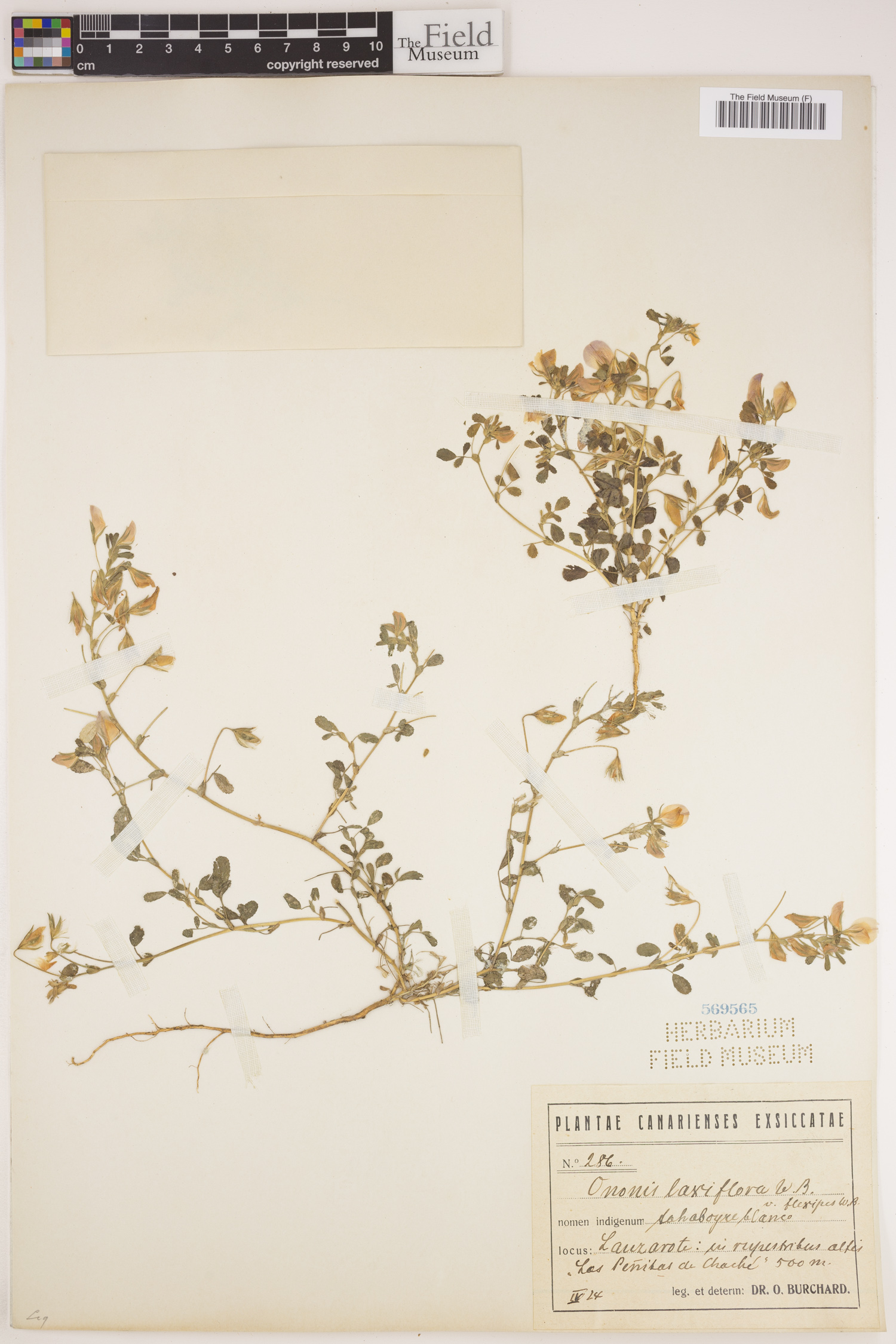 Ononis laxiflora image