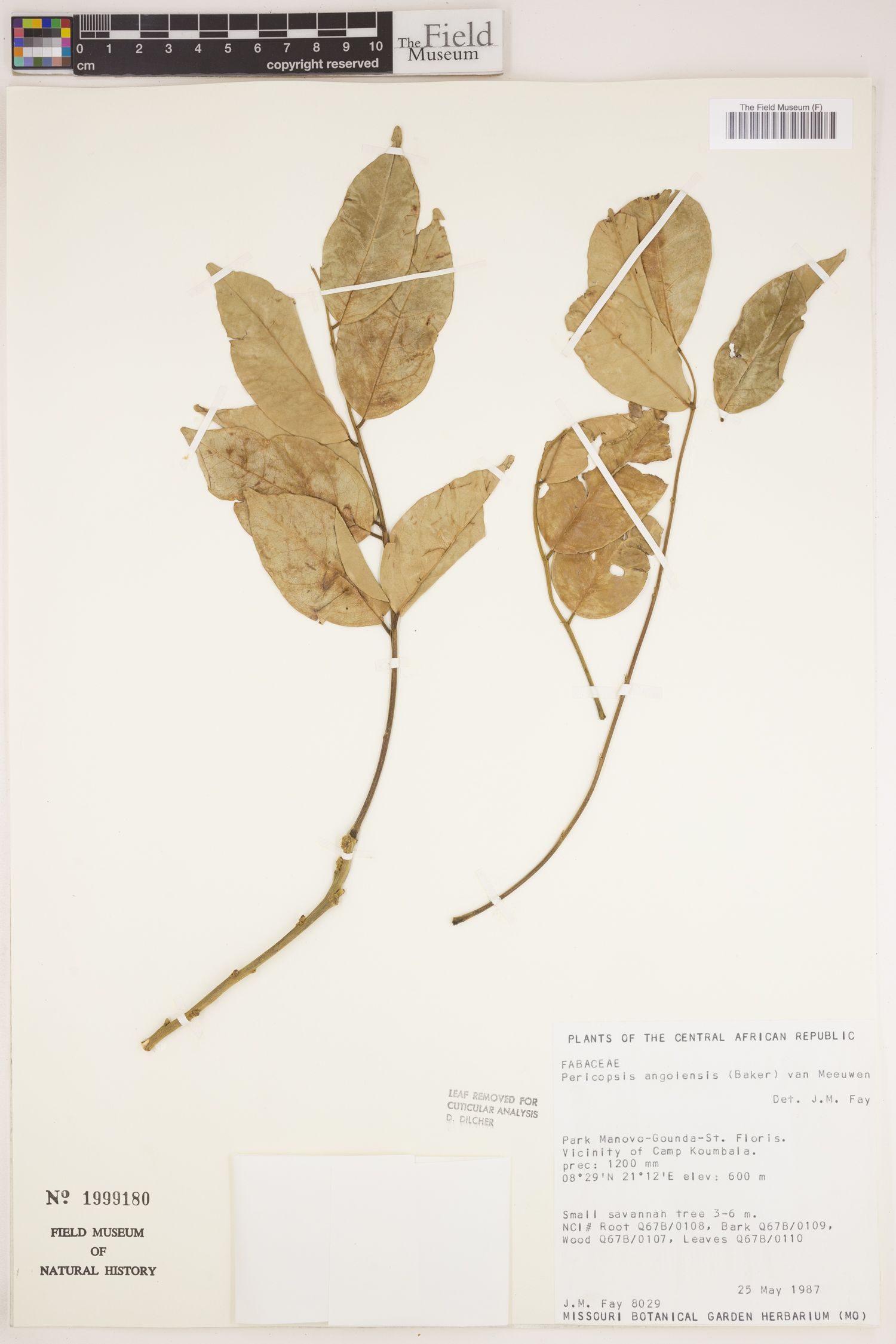 Pericopsis angolensis image