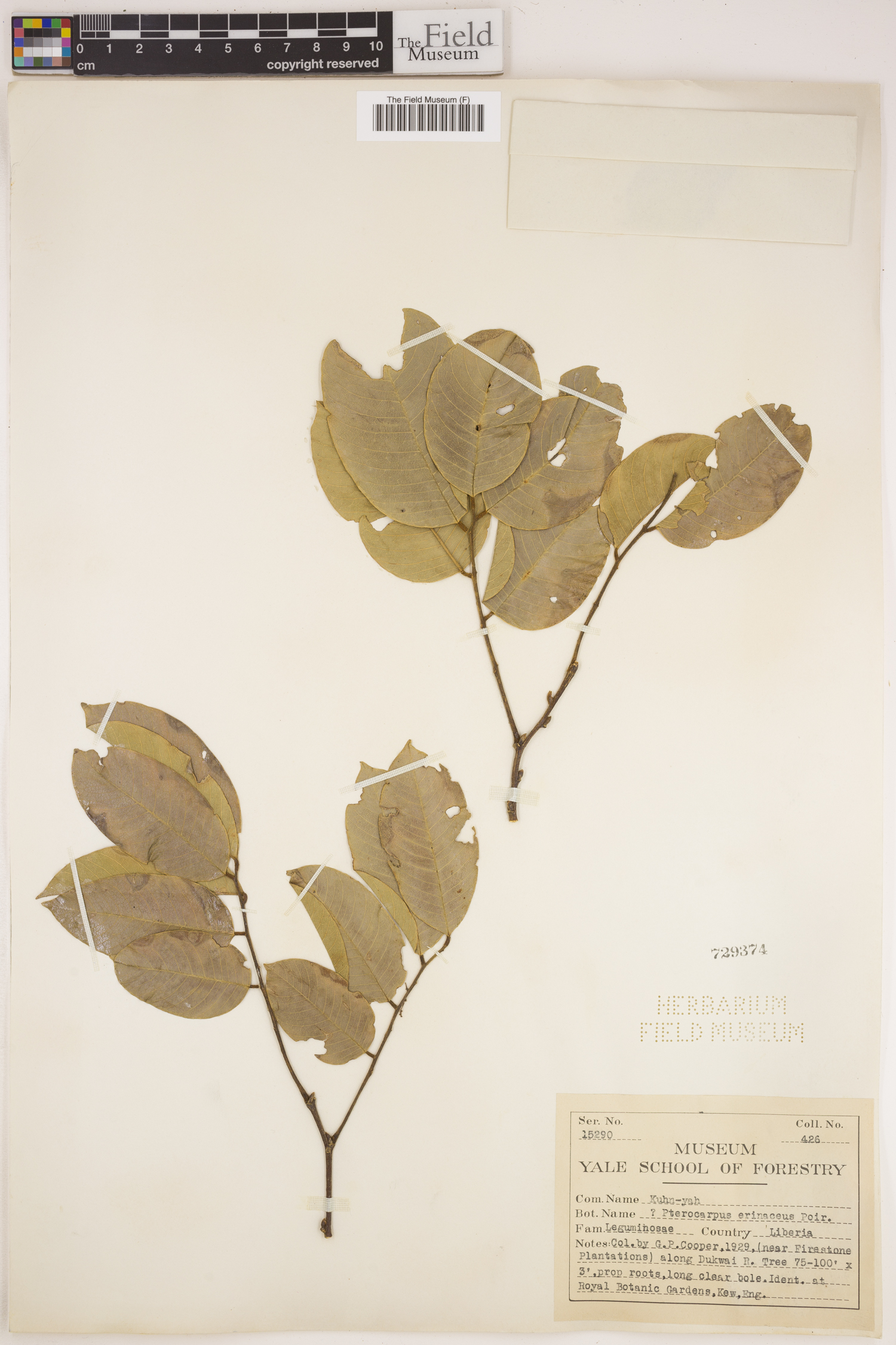 Pterocarpus erinaceus image