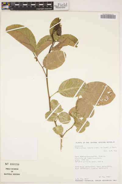 Pterocarpus lucens image