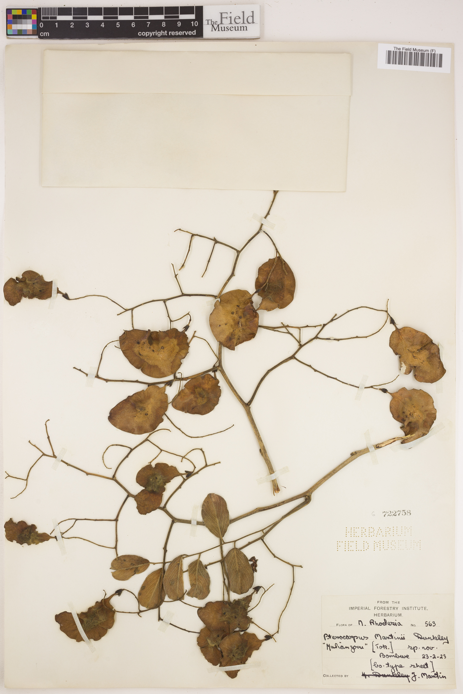 Pterocarpus rotundifolius subsp. martinii image
