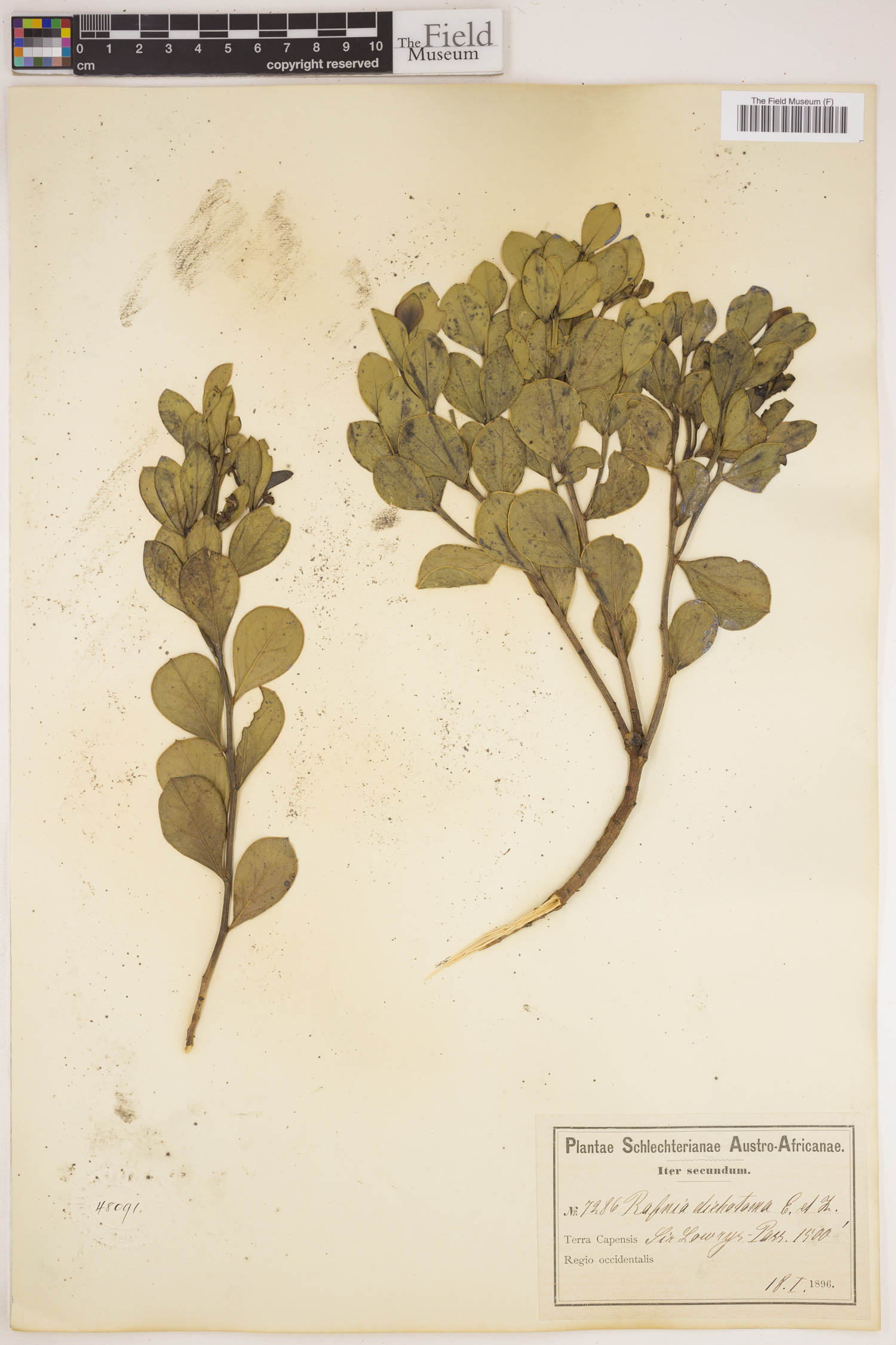 Rafnia capensis subsp. dichotoma image