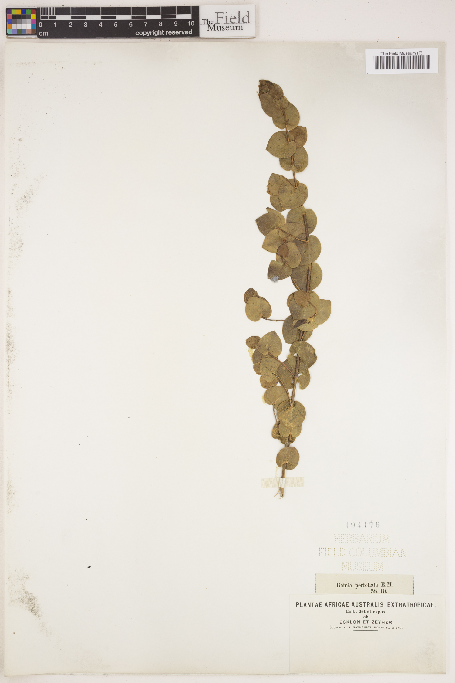 Rafnia perfoliata image