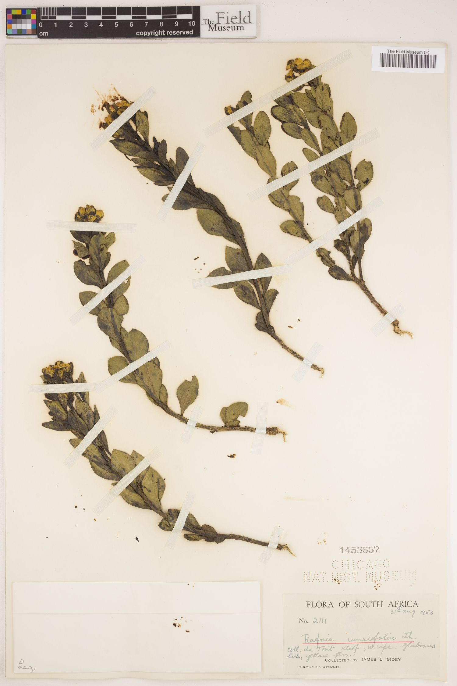Rafnia cuneifolia image