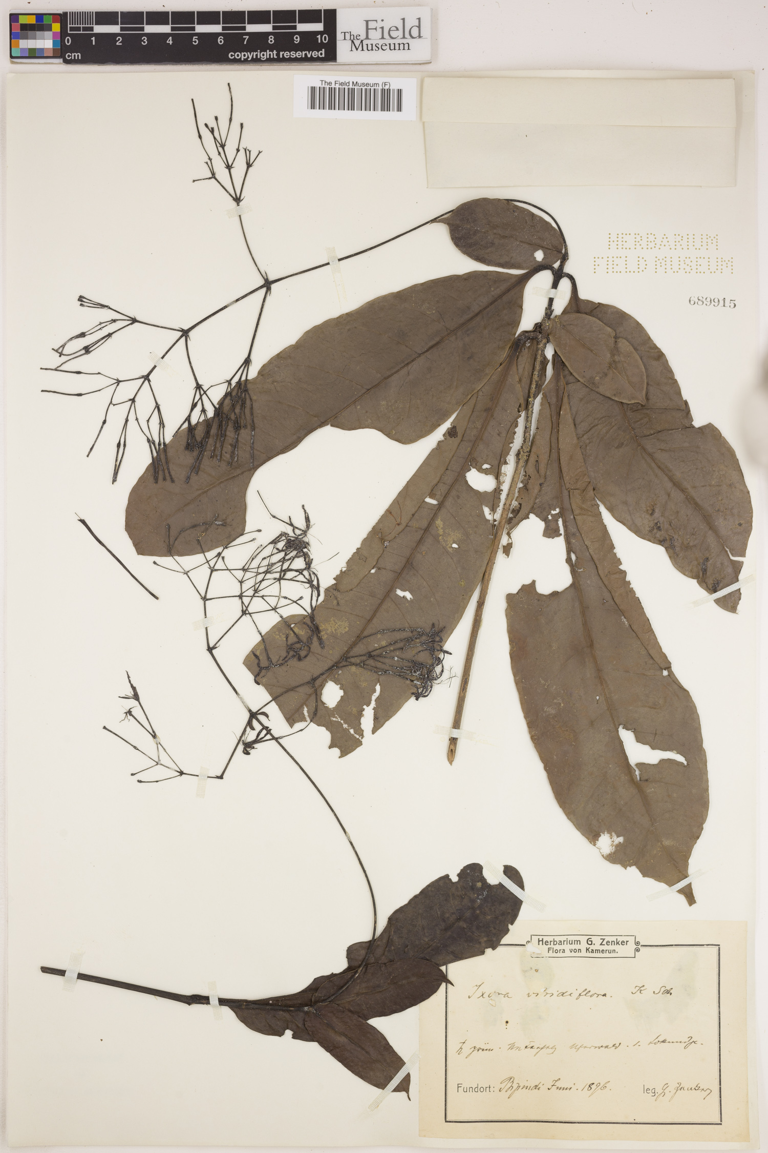 Ixora aneimenodesma subsp. aneimenodesma image