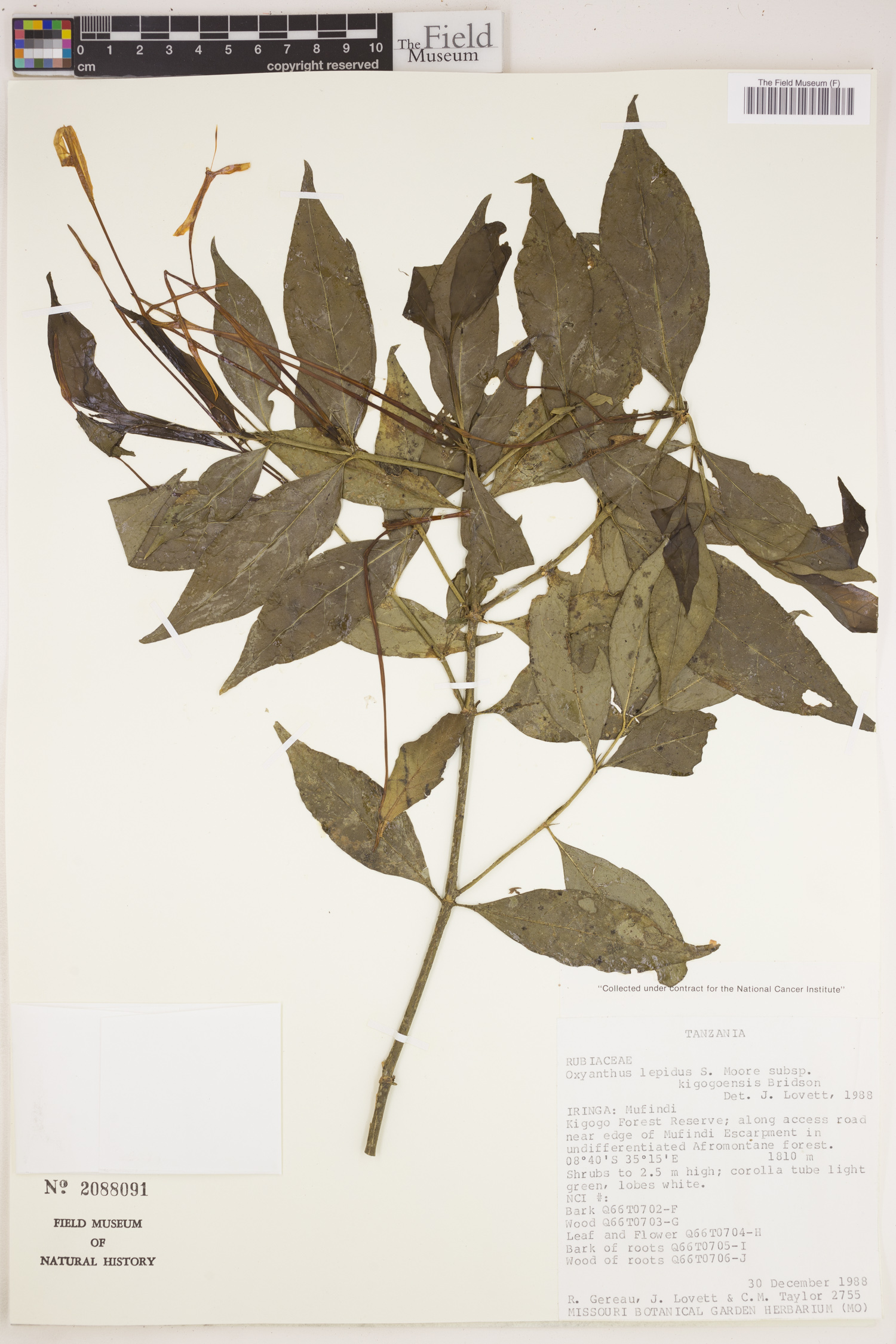 Oxyanthus lepidus subsp. kigogoensis image