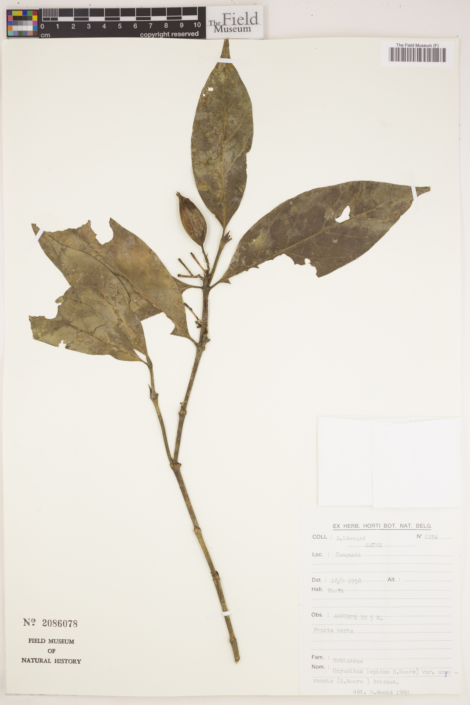 Oxyanthus dubius image