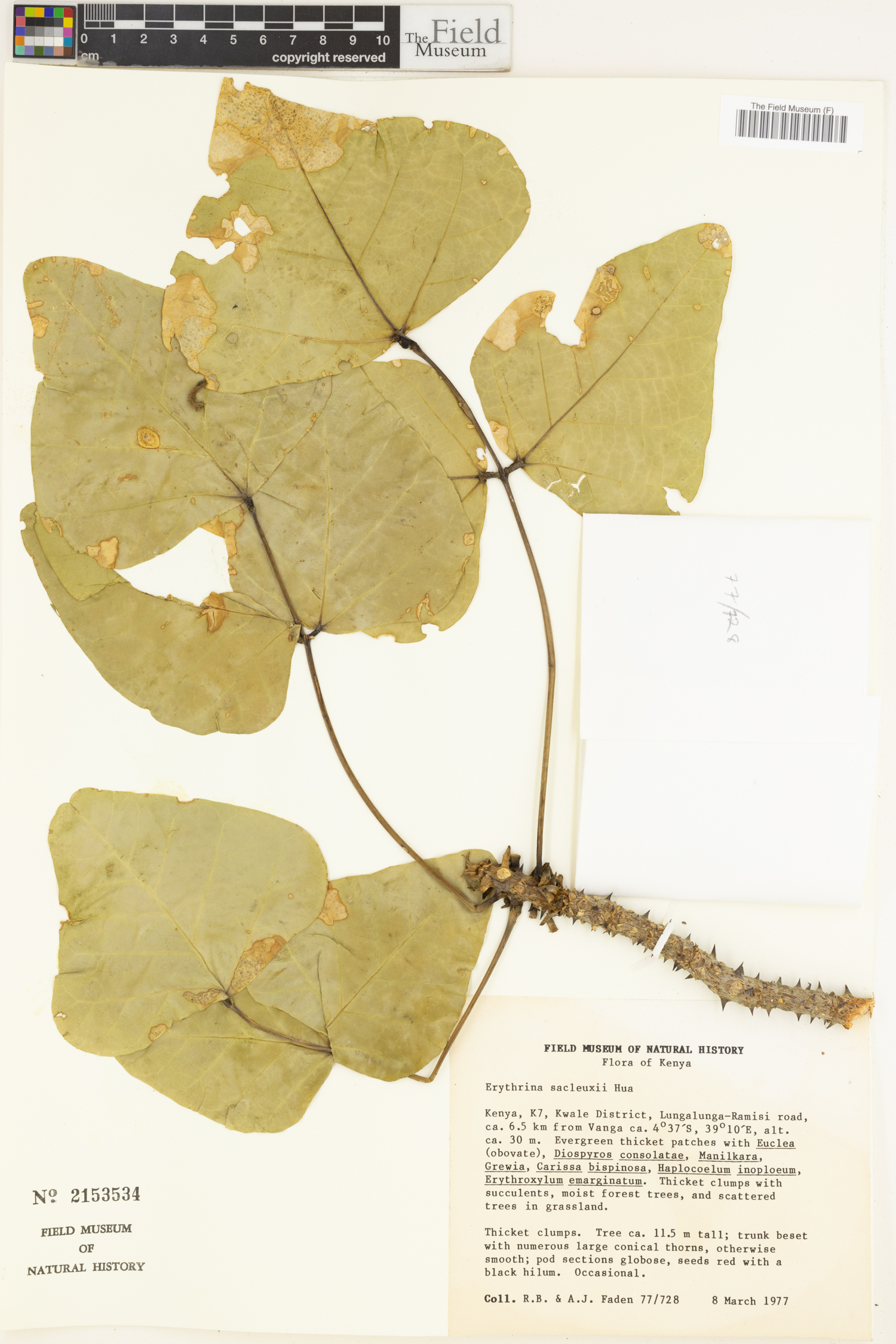 Erythrina sacleuxii image