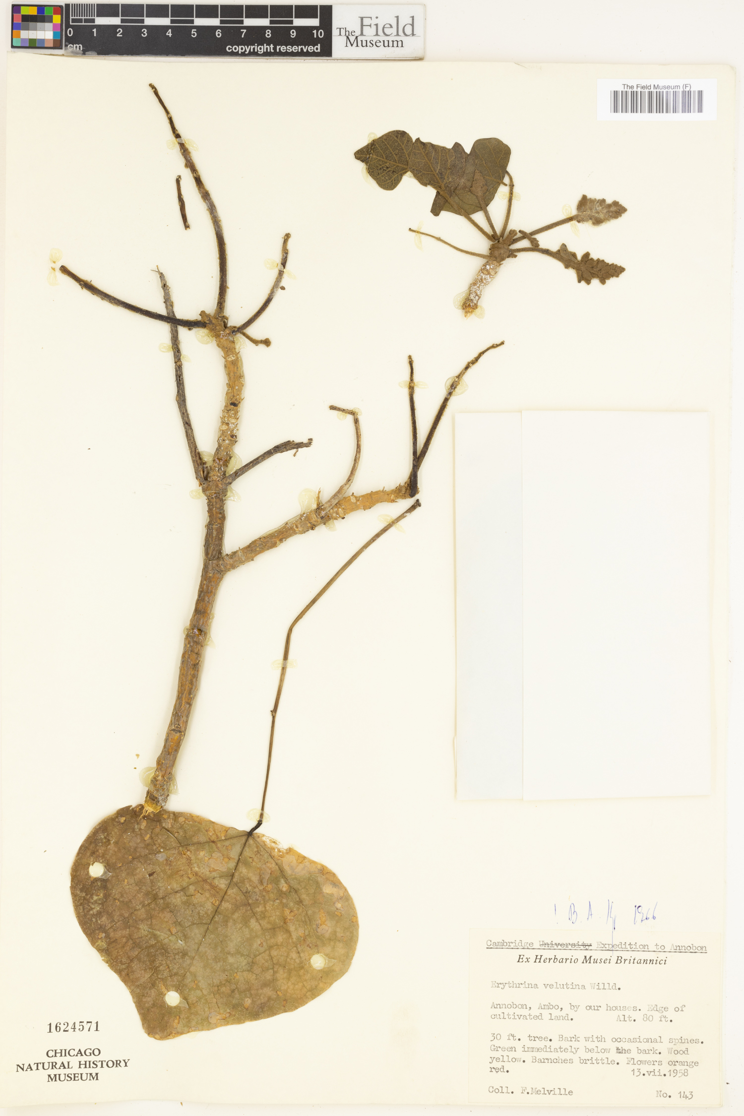 Erythrina velutina image