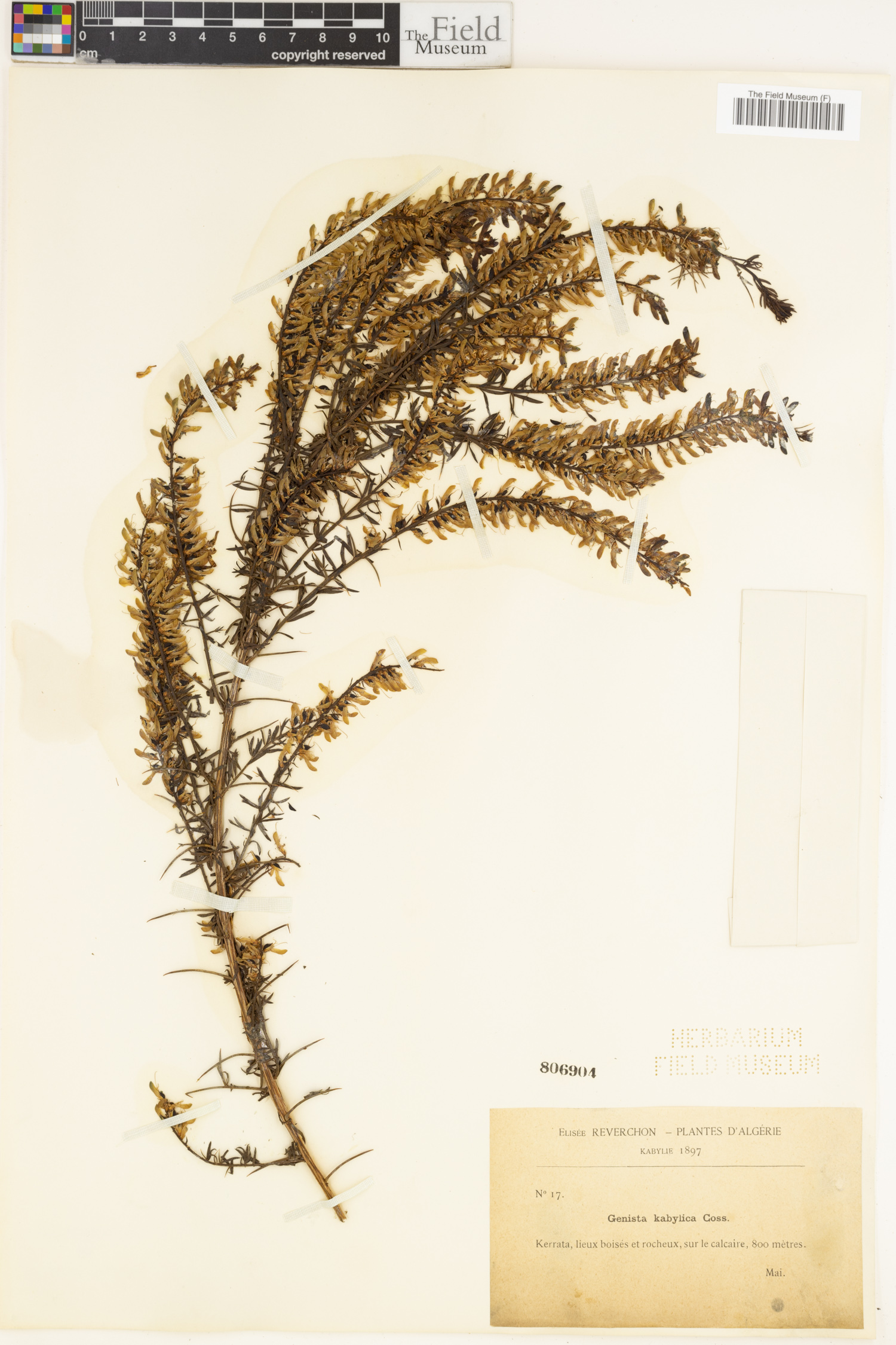 Genista triacanthos subsp. vepres image