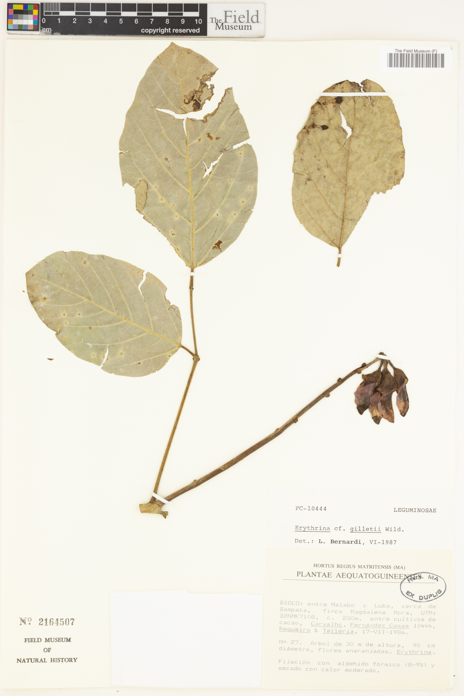 Erythrina tholloniana image