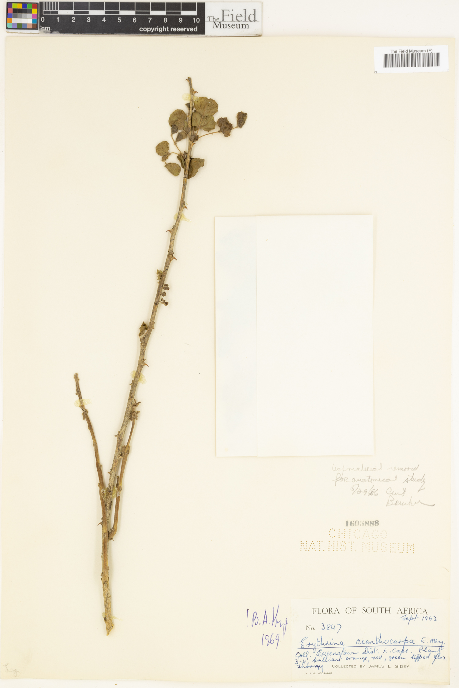 Erythrina acanthocarpa image