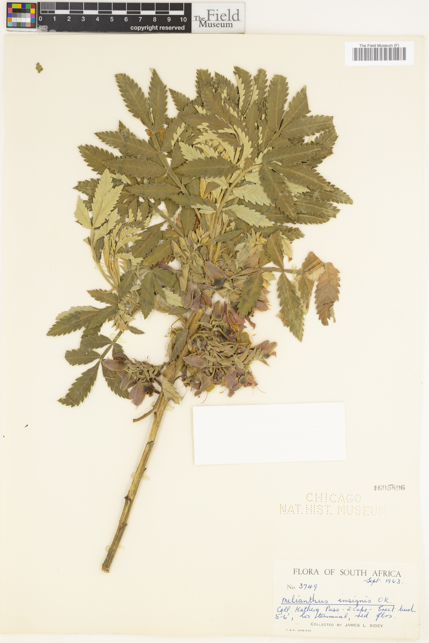 Melianthus dregeanus image