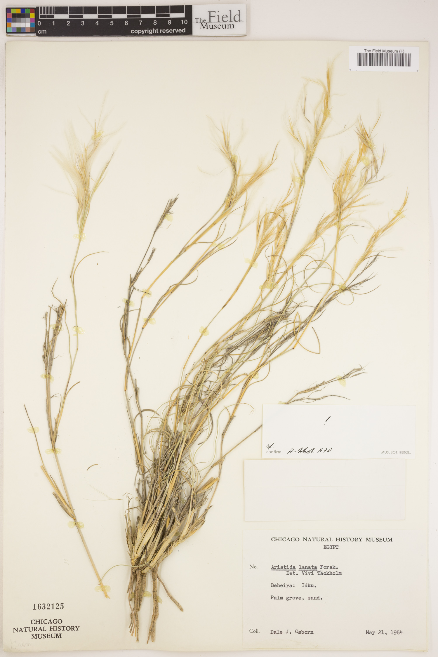 Stipagrostis lanata image