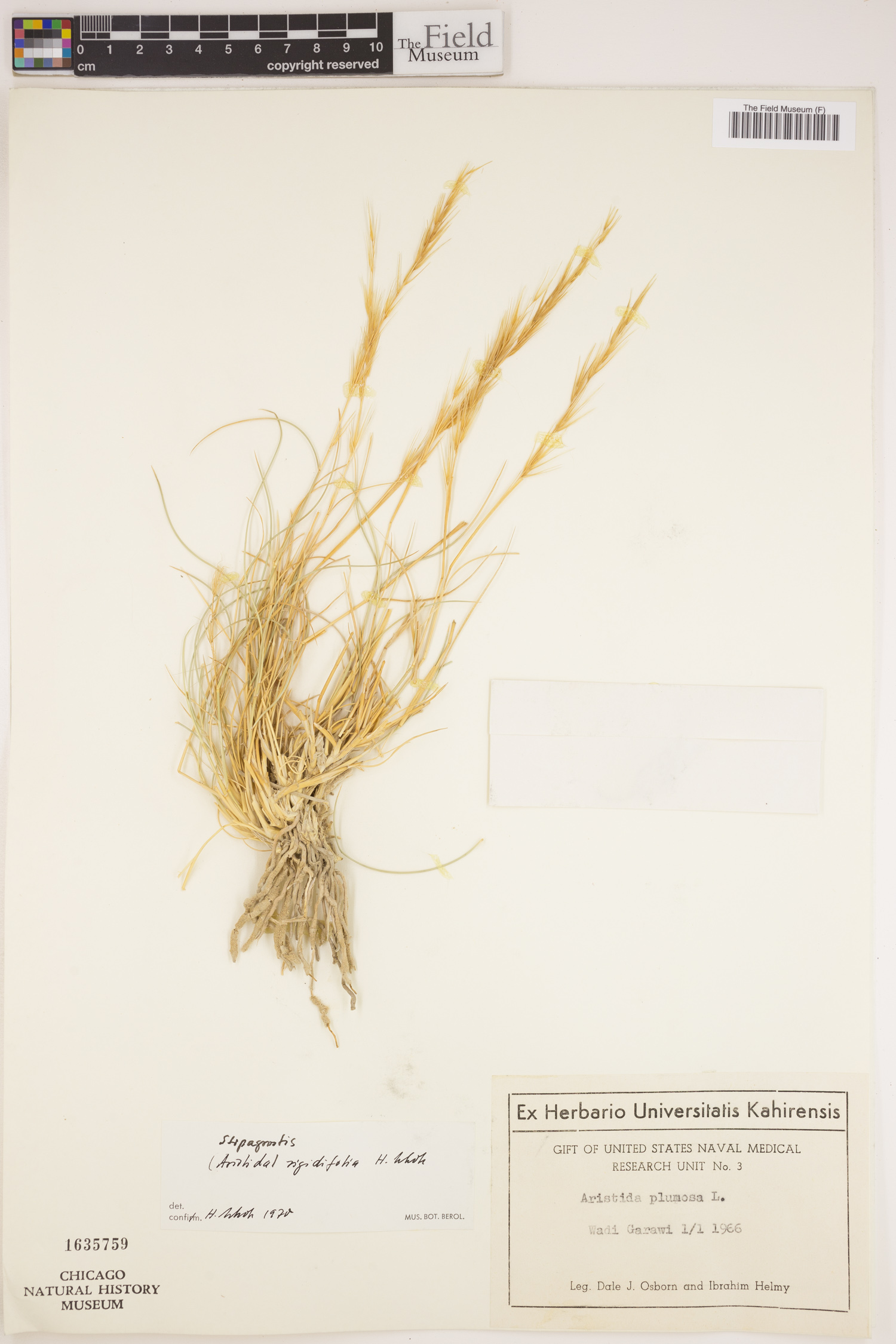 Stipagrostis rigidifolia image