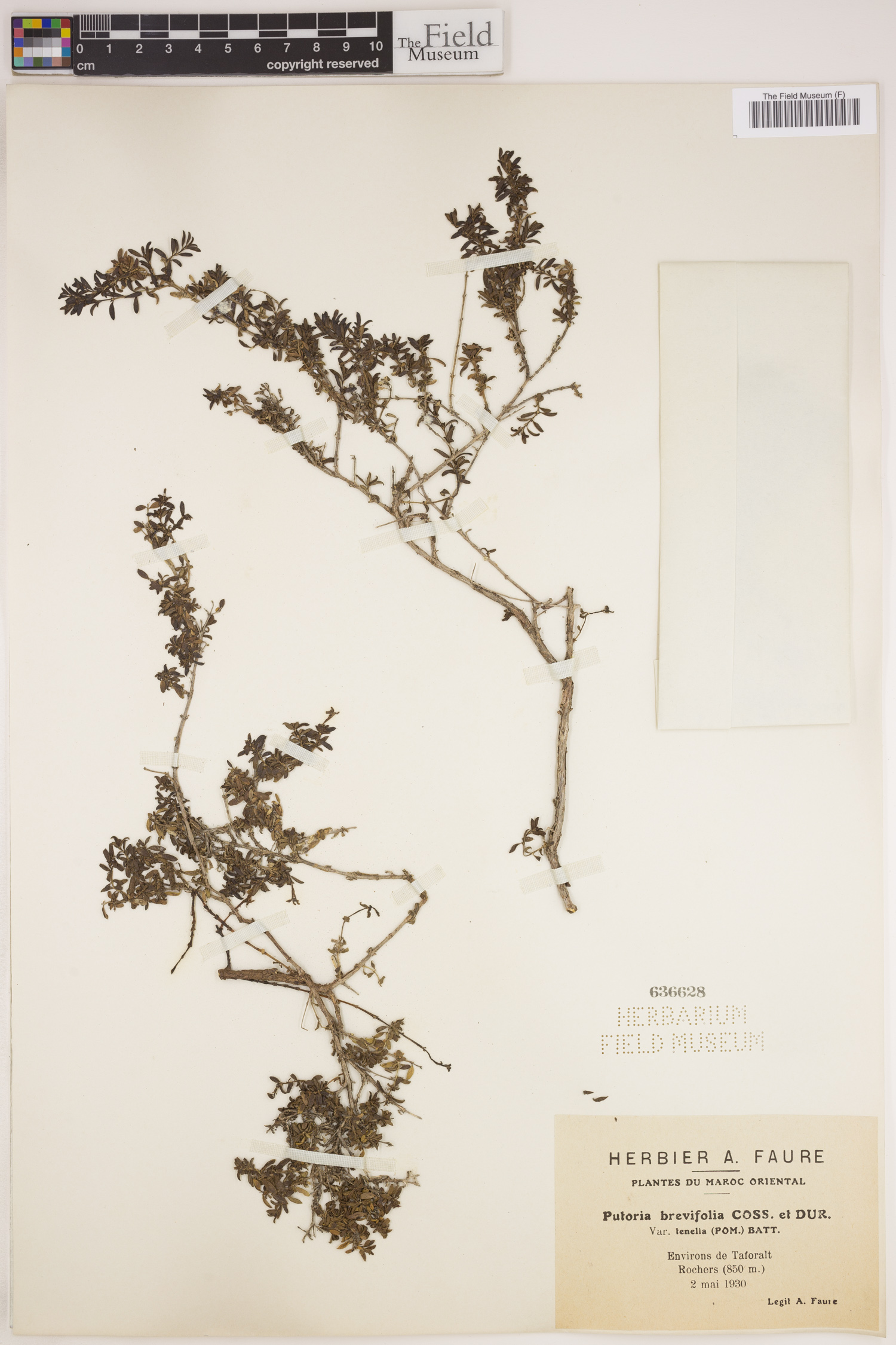 Plocama brevifolia image